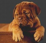 (image for) Dogue de Bordeaux Puppy